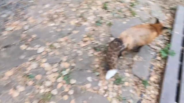 ЛИ СЯО. Алиса - Лиса. Очень важные дела лисы и захват тапка. Забавные и смешные моменты. Выпуск 36. смотреть онлайн