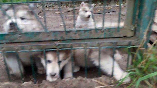 Питомник от Фолипповой. ЩЕНКИ Сентябрь 2017 смотреть онлайн