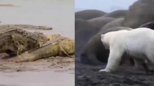 ТОП-10 САМЫХ БОЛЬШИХ ЖИВОТНЫХ/TOP 10 BIGGEST ANIMALS смотреть онлайн