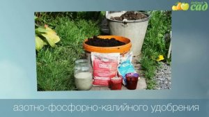 Посадка каштана - как правильно посадить каштан