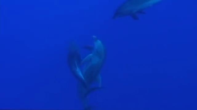 Dans la peau d'un prédateur : Oceans смотреть онлайн