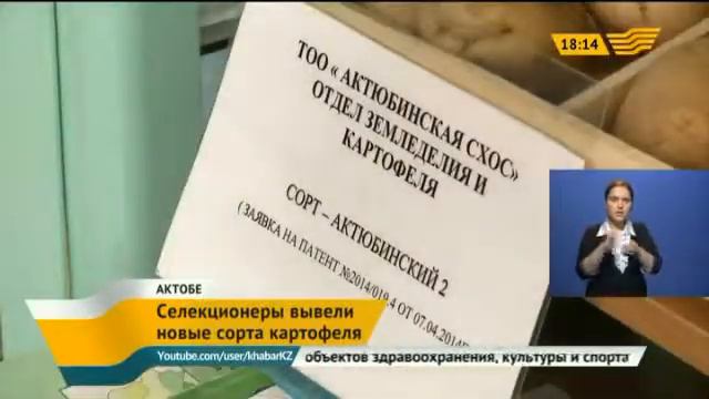 Актюбинские селекционеры вывели новые сорта картофеля смотреть онлайн