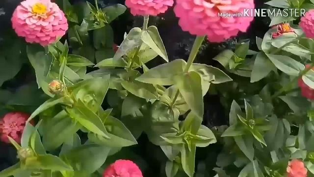 Карликовые цинии,лилипуты.сорт,вид,фото,видео. смотреть онлайн