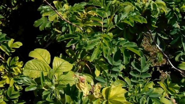 Rosa ´Sir Thomas Lipton´