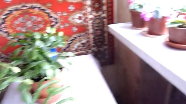 Бабушка Лида: надо любить цветы! Любуемся на фиалки.