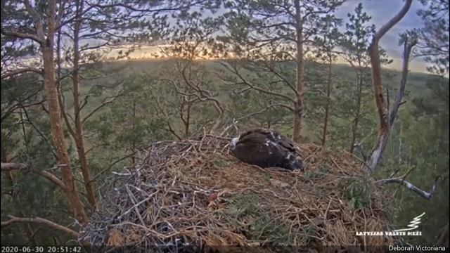 Latvian Golden Eagles ~ "Precious Baby Klint Has Died? " ~ 7/1/2020 смотреть онлайн