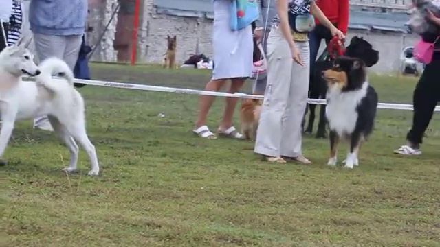 Бэст ин шоу щенков. Березники, авг 2013 г. смотреть онлайн