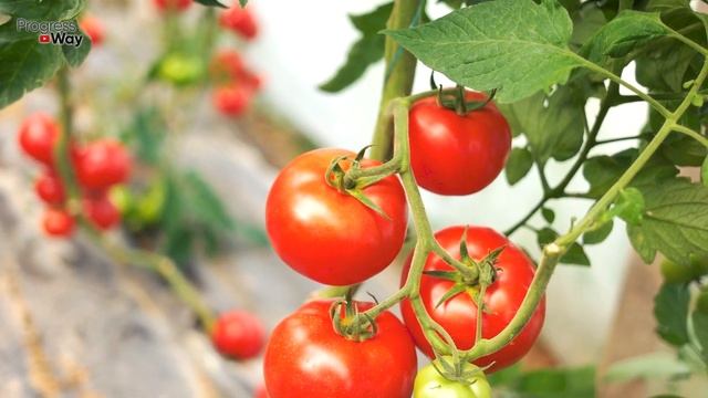 ТОМАТЫ ВАМ ДАДУТ БОЛЬШОЙ УРОЖАЙ ИСПОЛЬЗУЙТЕ БОРДОССКУЮ ЖИДКОСТЬ ОТ ФИТОФТОРА смотреть онлайн