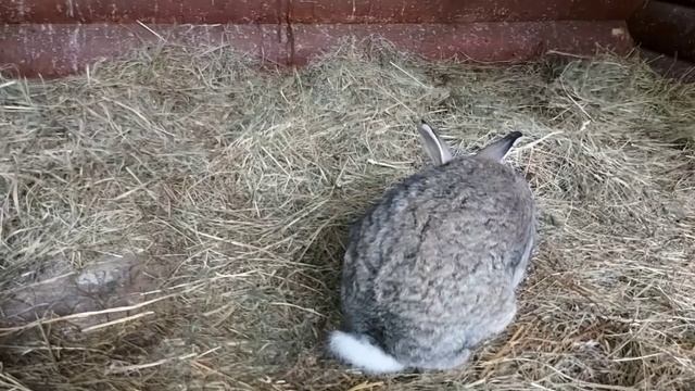 Кролики в клетке . === (20) смотреть онлайн