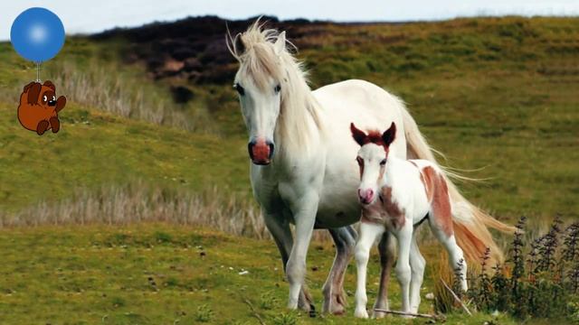 Знает Винни Пух. О друзьях. Берегите природу. смотреть онлайн