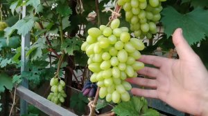 Мой первый созревший виноград. 1.07.2024г. Нижегородская обл.