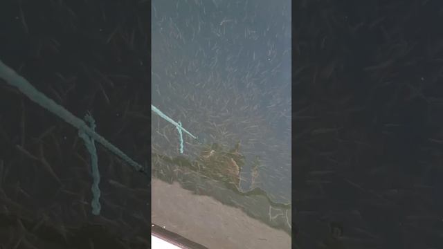 море рыбы 🐟🐟🐟 смотреть онлайн