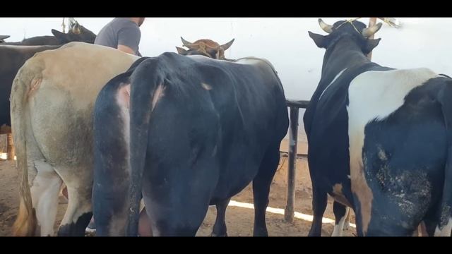 Namangan Shahar Samarqand Savxo‘z Chorva Bozori.