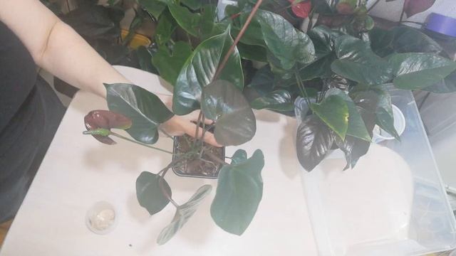 Антуриум. Отазу (отчёт о пересадке) и много полезной информации. смотреть онлайн