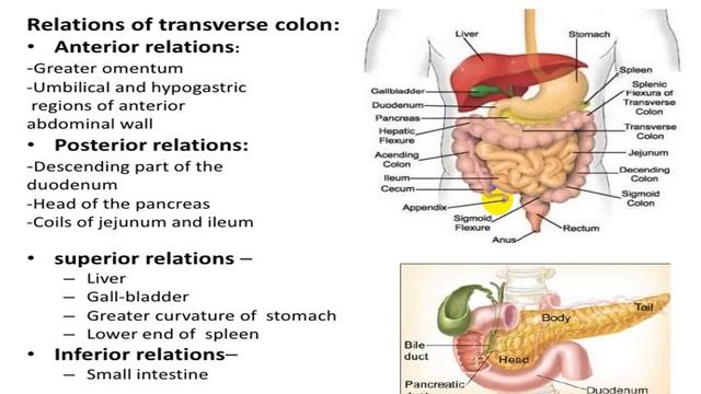 anatomy of Git lec5 , anatomy of large intestine смотреть онлайн
