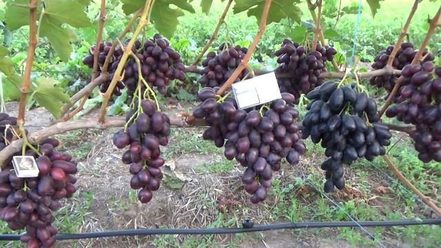 Г-ф винограда Алвика. смотреть онлайн