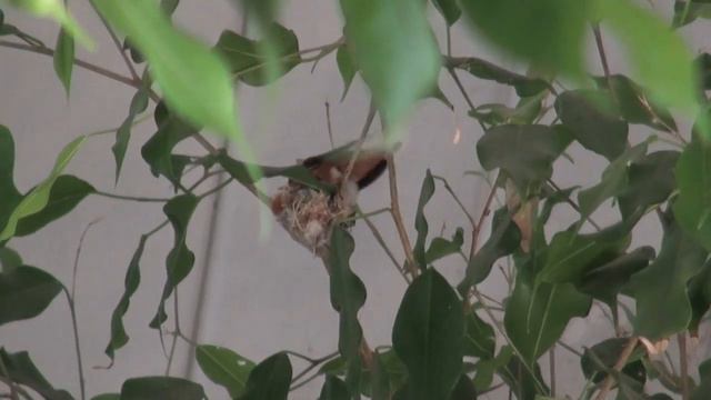Bella Ficus Nest - April 2014 смотреть онлайн
