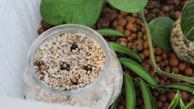 Co Ukorzeniam? #1 | Październik/listopad 2021 | Jak Można Zacząć, Kilka Wskazówek