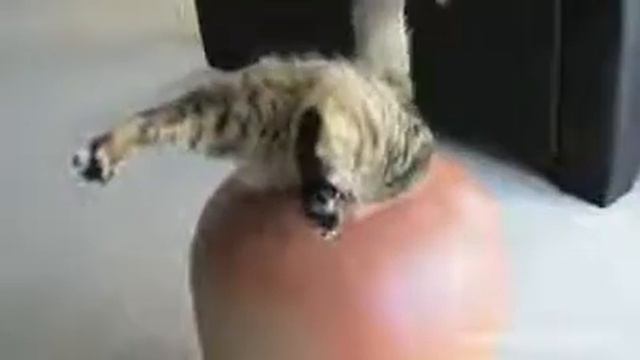 Животные в посуде, в вазах и самые смешные коты смотреть онлайн