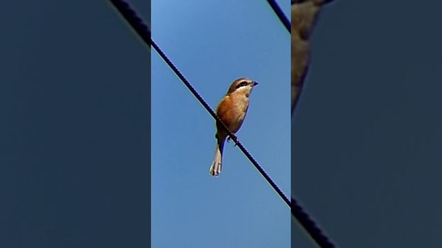 #сорокопут#птицы #birds #birdwatching #bird #birdlovers смотреть онлайн