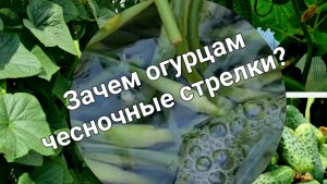 Срочно! Огурцы быстро пойду в  рост, а вредители и близко к ним не подойдут!