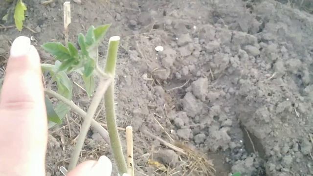 Спасаем томаты смотреть онлайн