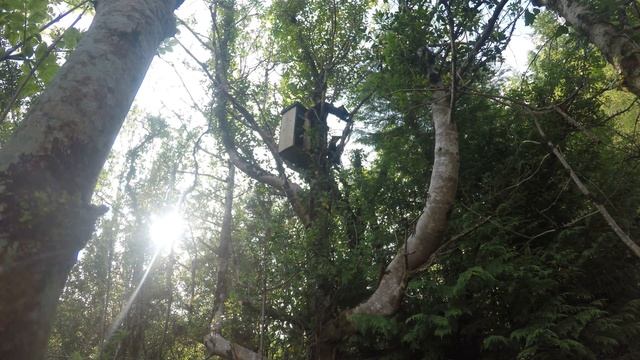 The Secret Life of the Pine Marten - Full Documentary смотреть онлайн