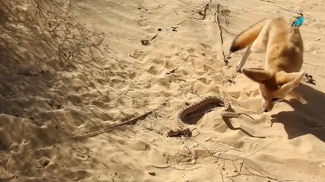 Survival challenge desert fox and snake смотреть онлайн