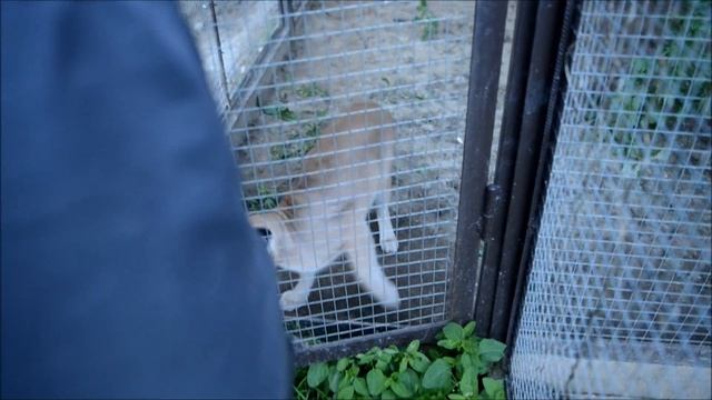 Каракал Мурзик стал папой. Содержание каракалов смотреть онлайн