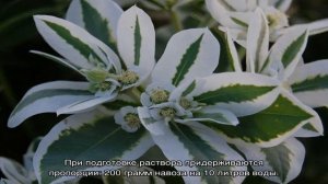 Молочай Окаймленный — особенности ухода