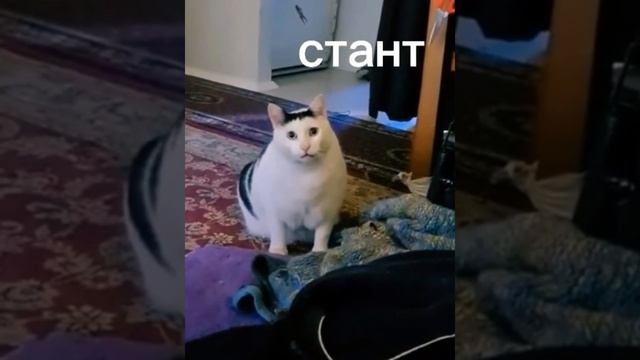 @motoyastreb tik tok #alpha #мопед #мотоцикл #альфа #top #покатушки #мотоястреб #moto#motoyastreb смотреть онлайн