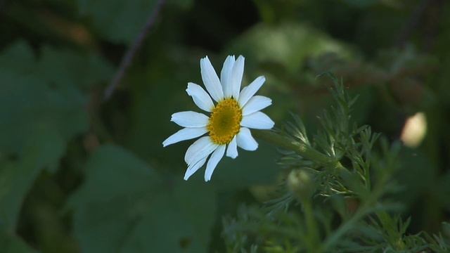 Flor de Manzanilla 01 смотреть онлайн