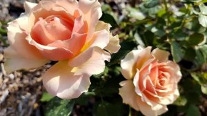 роза Tahiti ®(Таити)