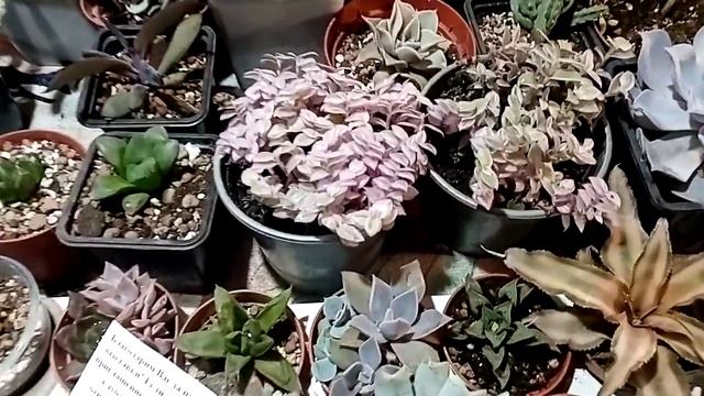 Самые разные цветы на выставке в Краснодаре. смотреть онлайн