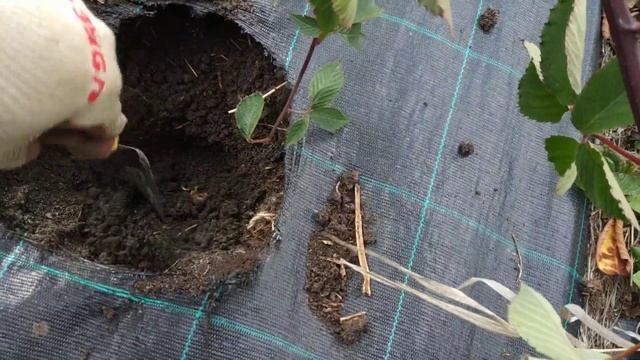 Поздняя осенняя высадка саженцев ежевики!!! смотреть онлайн