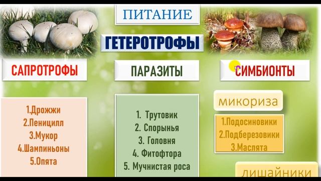 Урок 5 Царство грибы егэ биология смотреть онлайн