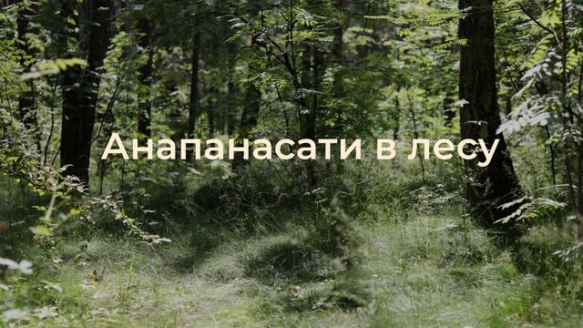 Медитация наблюдения за дыханием в лесу (7 минут) смотреть онлайн
