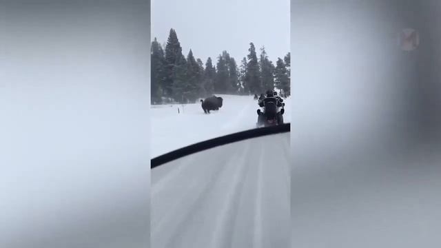 Если бы Эти Случаи с Животными не Сняли на Камеру Никто бы не Поверил! смотреть онлайн
