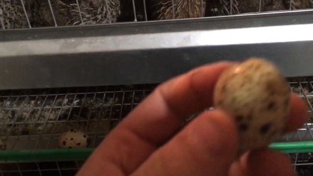 Сбор и хранение перепелиного инкубационного яйца. Температура и сроки хранения инкубационного яйца