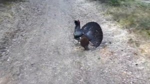 Дикий глухарь нападает на людей