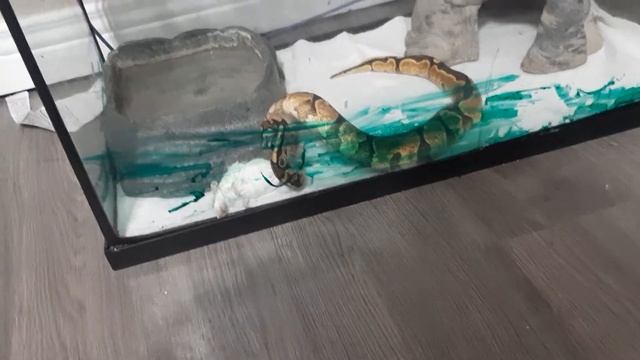 getting my ball python Eco compute to the second time since I've gotten смотреть онлайн