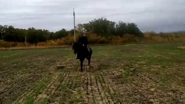 Жеребец ахалтекинской породы в поле
