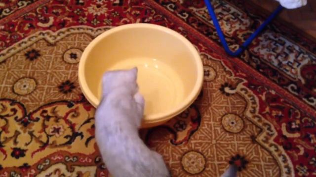 Кот и тазик с водой смотреть онлайн