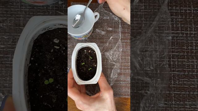 Как не погубить слабые всходы петунии при поливе #волшебнаягрядка #рассада #петуния