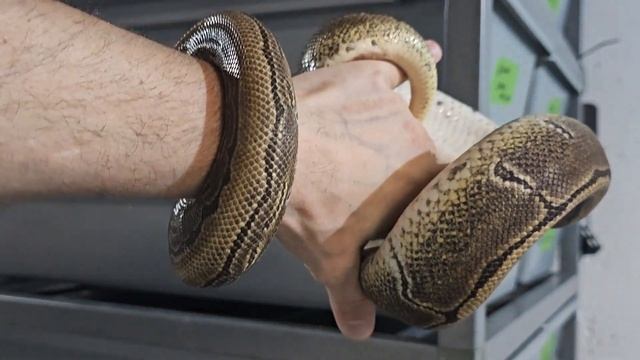 Looking Ahead To Our Plans For Genetic Stripe In 2024. Redemption For 2023? смотреть онлайн