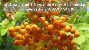 Slawa Przybylska - JARZEBINA CZERWONA
