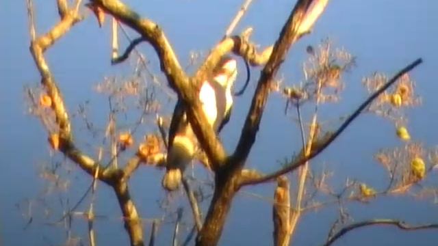 Мадагаскар-2007. Национальный парк Анкарафанцика смотреть онлайн