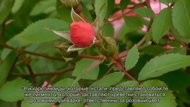 Почему фламинго розового цвета? смотреть онлайн