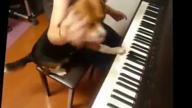 Собаки и их Выкрутасы! смотреть онлайн