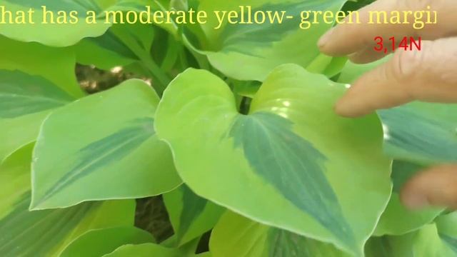 хостa Luna Moth смотреть онлайн